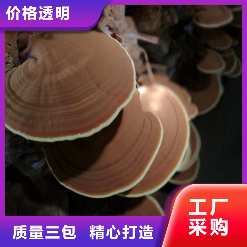 汾西靈芝盆景