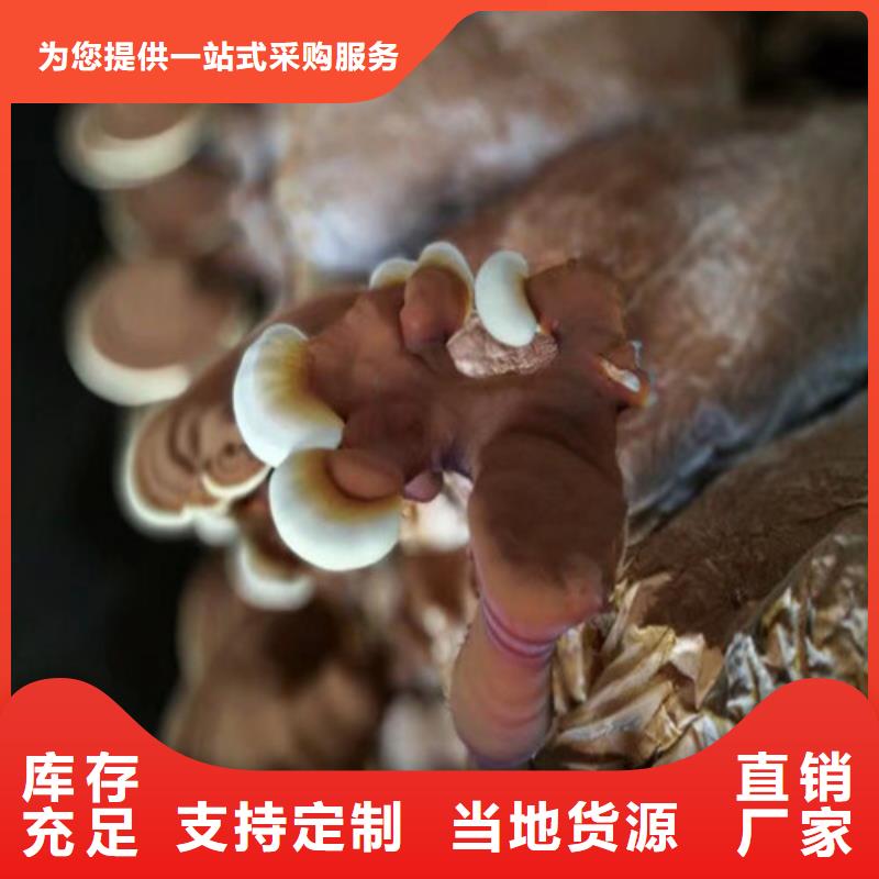崇信破壁靈芝孢子粉哪種好