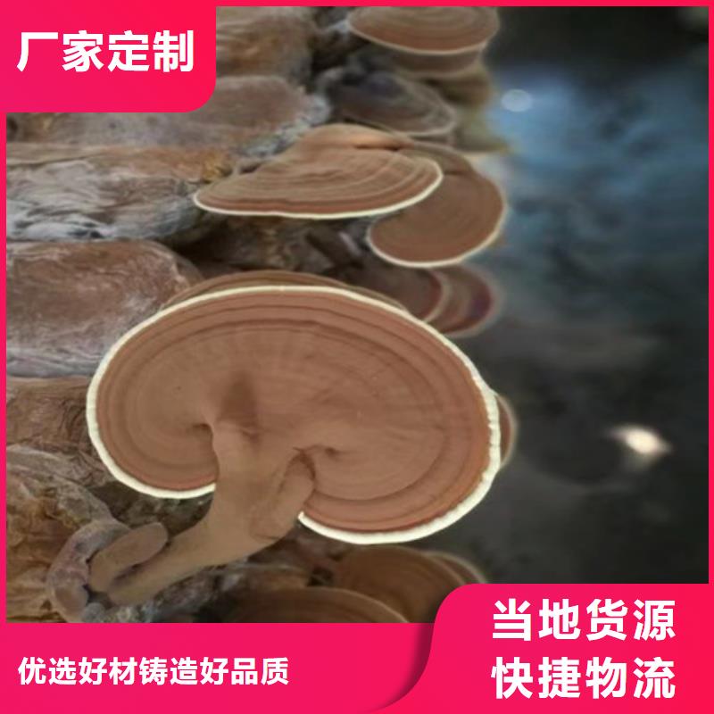 靈芝切片