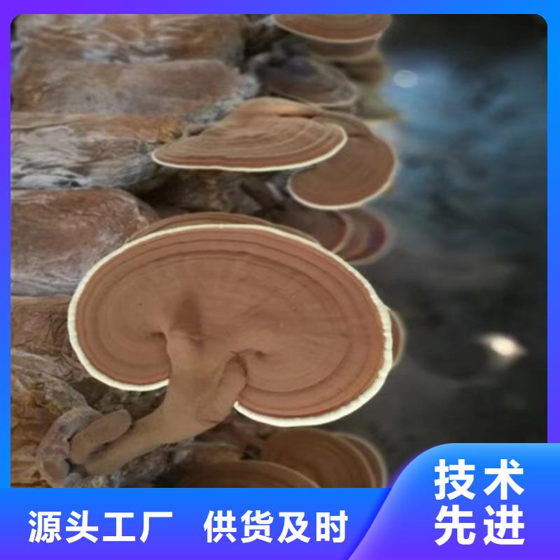沽源縣濕靈芝是什么味道