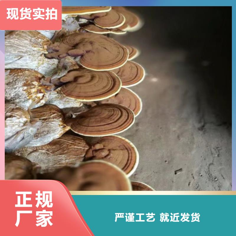 崇信破壁靈芝孢子粉哪種好