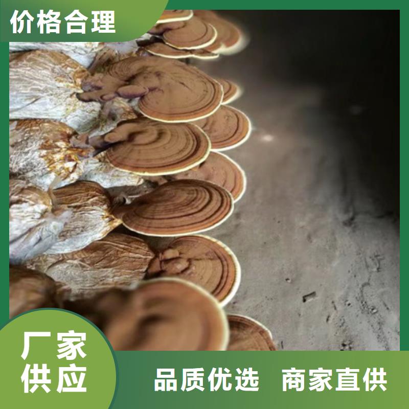 灵芝菌种视频-灵芝菌种|甘肃省金昌市|白银|庆阳|酒泉|兰州|嘉峪关