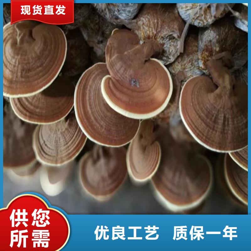 靈芝孢子粉哪里有賣(mài)