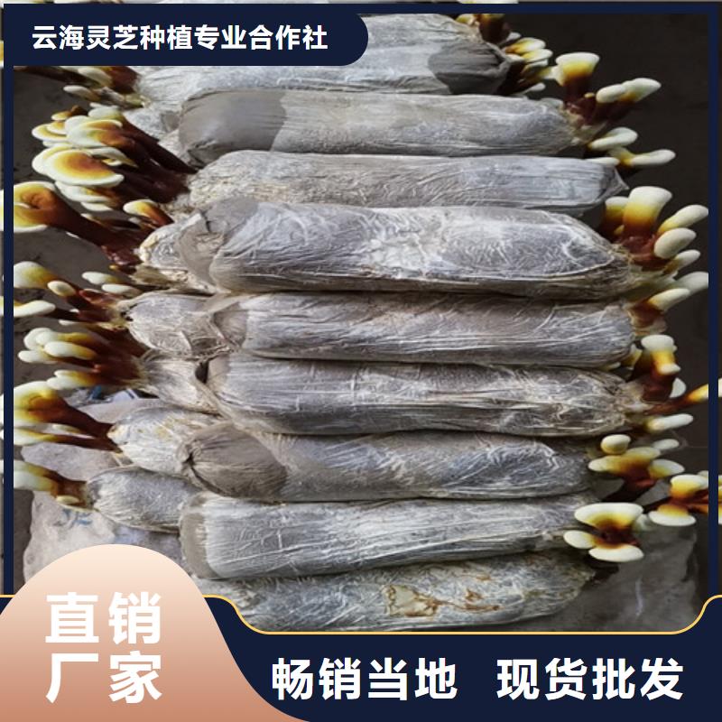 咨詢：靈芝煲湯