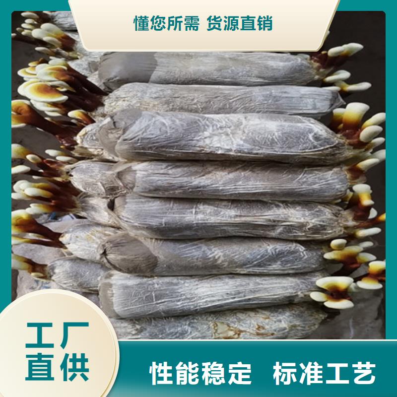 合川靈芝菌種哪家好