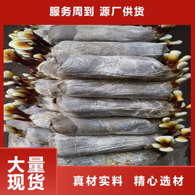 新鮮靈芝哪種好