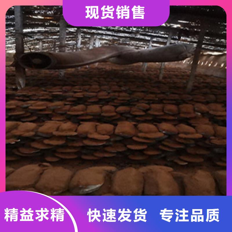 蔚縣赤靈芝怎么樣