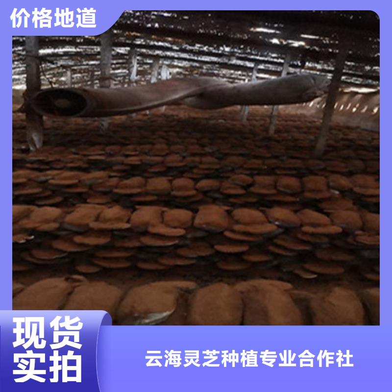 破壁靈芝孢子粉廠家價格