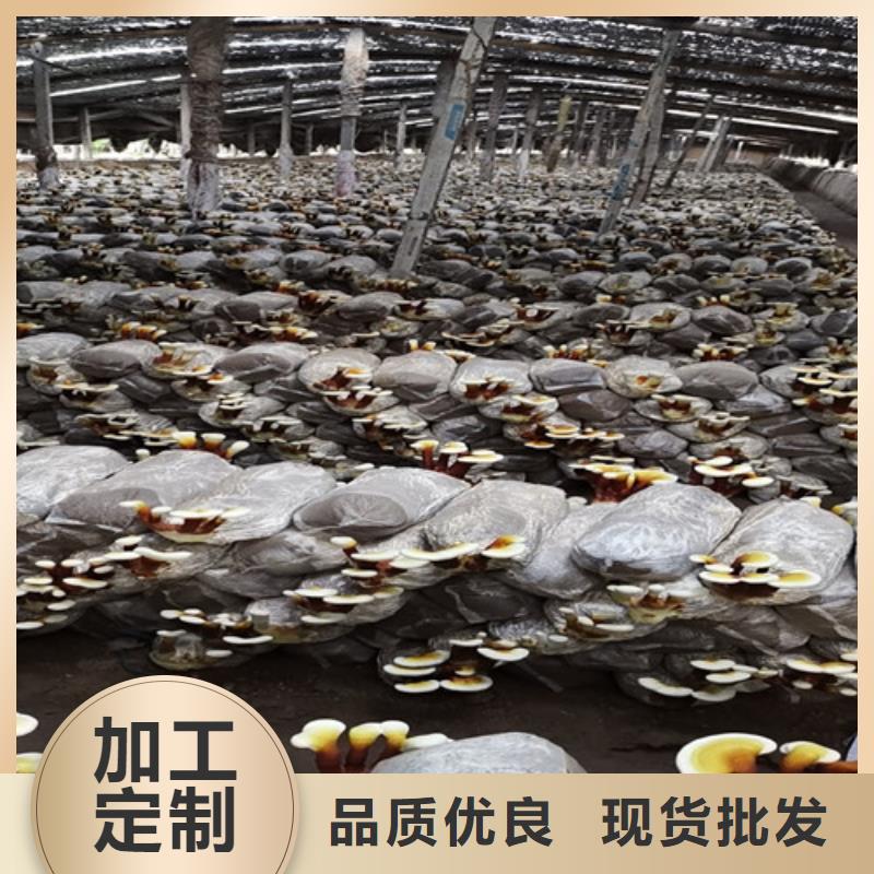靈芝超細粉-高標準高質量