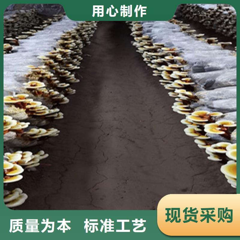 靈芝超細(xì)粉-高標(biāo)準(zhǔn)高質(zhì)量