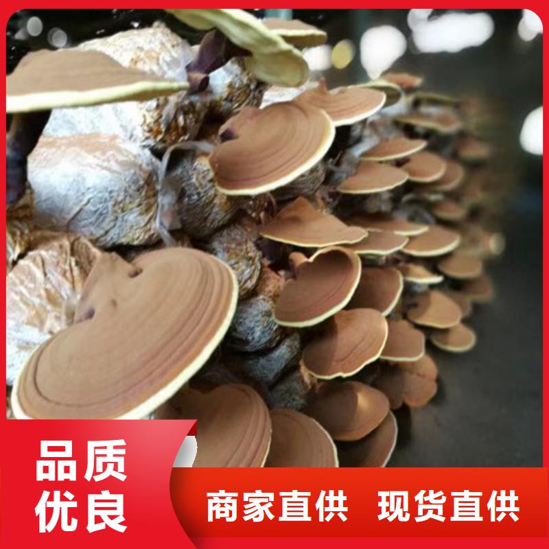 靈芝超細(xì)粉-高標(biāo)準(zhǔn)高質(zhì)量