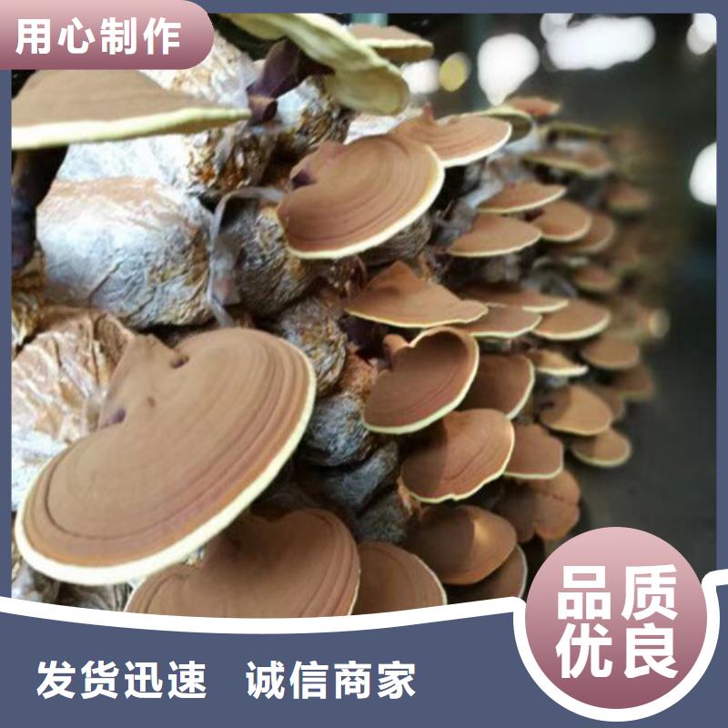 靈芝孢子粉多家合作案例