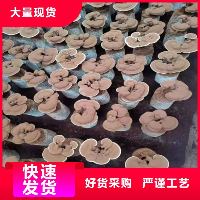發貨及時的破壁靈芝孢子粉供貨商