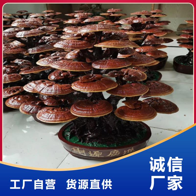 沽源縣濕靈芝是什么味道