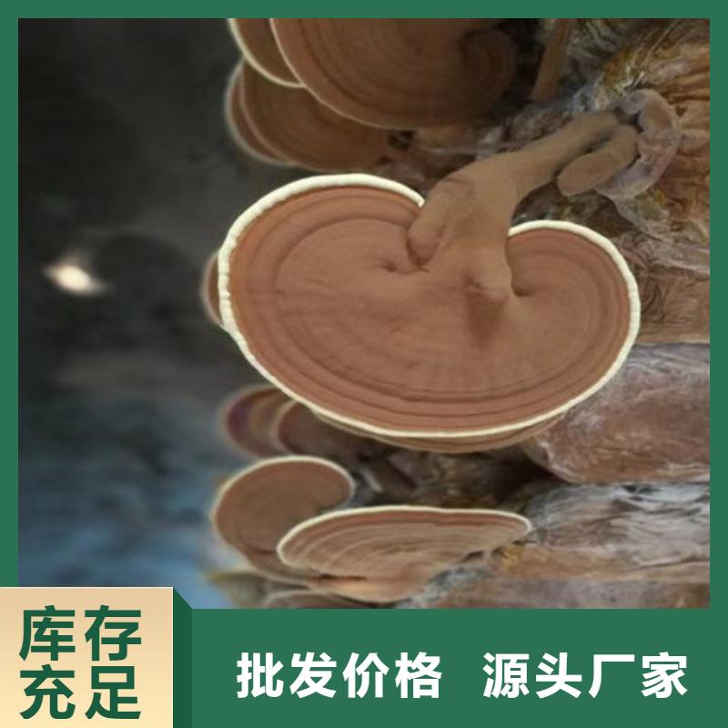 
靈芝孢子粉批發定制