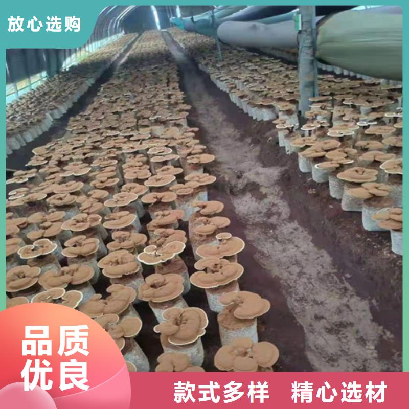 萬寧市靈芝粉價格多少錢