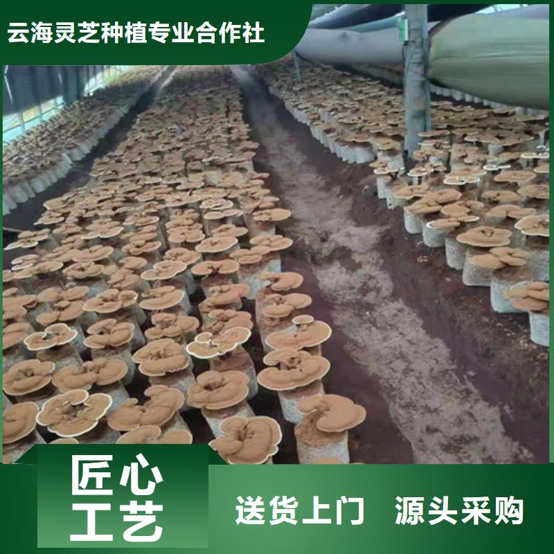 懷安縣畸形靈芝吃的方法