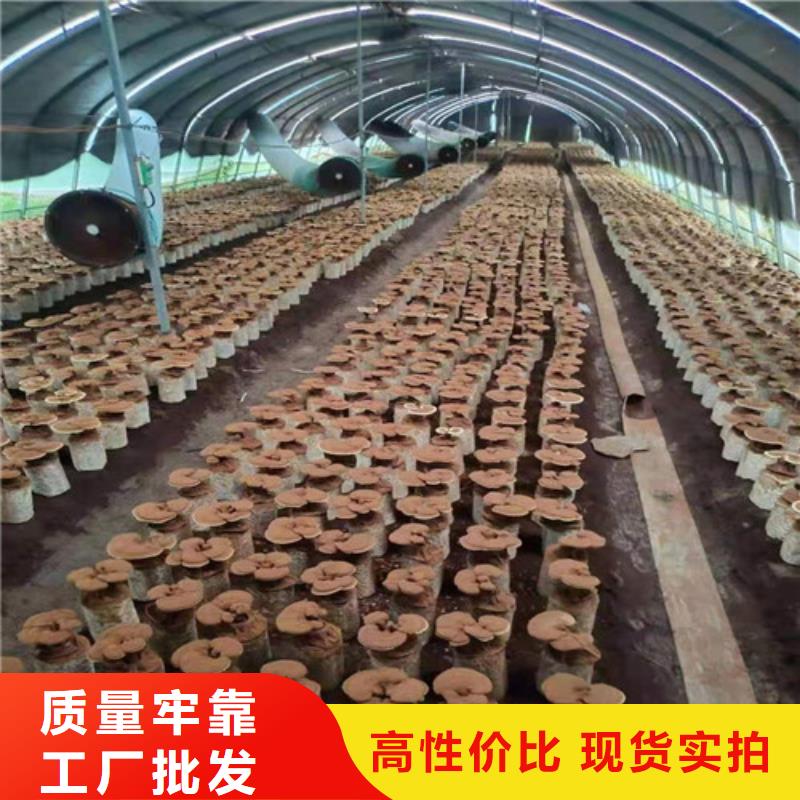 
靈芝孢子粉廠家直銷-庫存充足