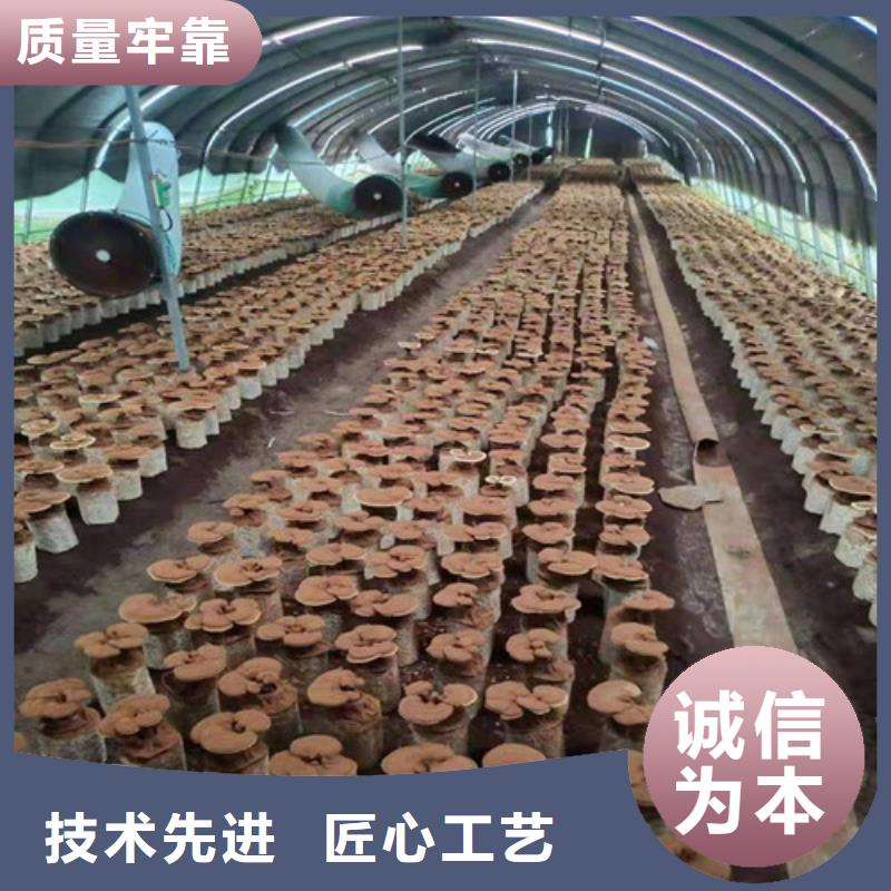 靈芝菌種廠家供應