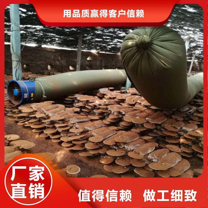 懷來泡酒靈芝生產廠家