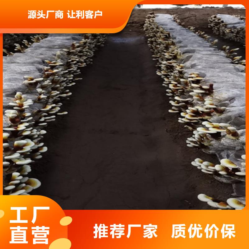 靈芝孢子粉市場報價