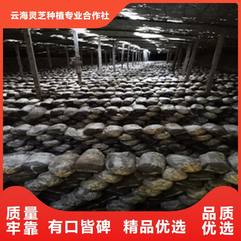 靈芝孢子粉哪家好