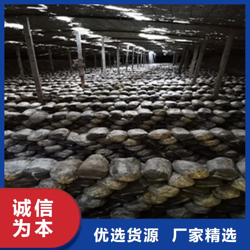 規格齊全的靈芝孢子粉供貨商