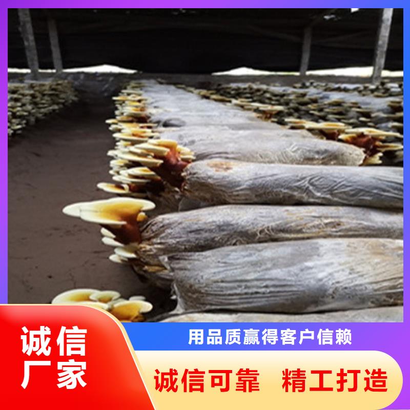 靈芝超微粉合格才發貨