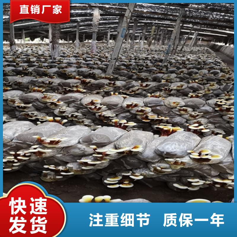 靈芝價格