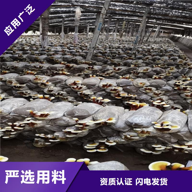 平橋靈芝菌種生產(chǎn)廠家