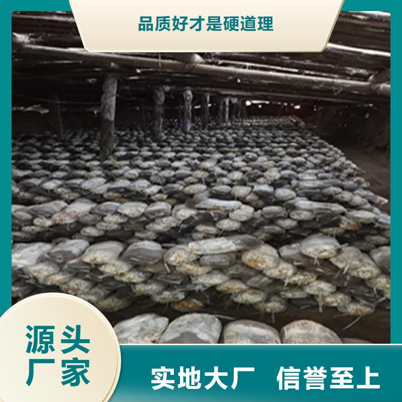 靈芝切片驚喜價格