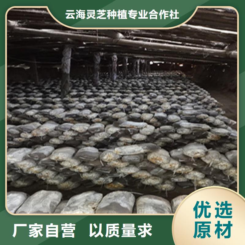 優選：
孢子靈芝供貨商