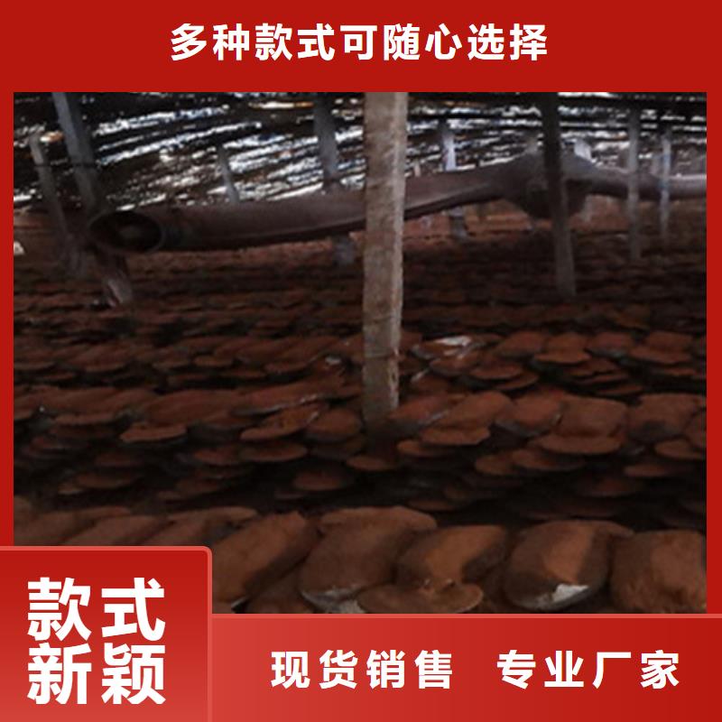 靈芝粉哪種好