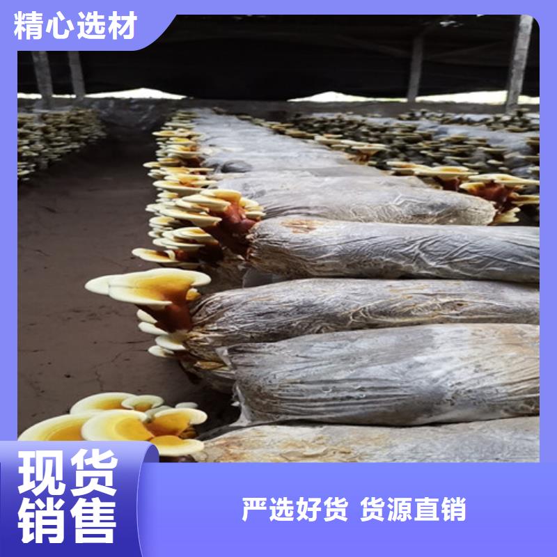 優惠的孢子靈芝品牌廠家