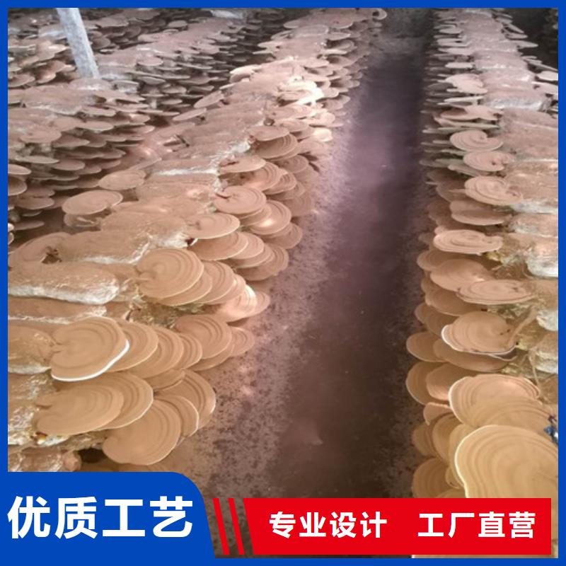 康保濕靈芝哪種好