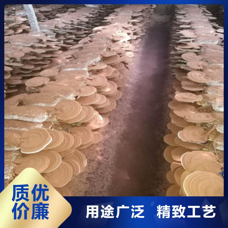 靈芝孢子粉市場報價