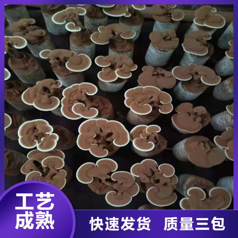 濕靈芝批發零售