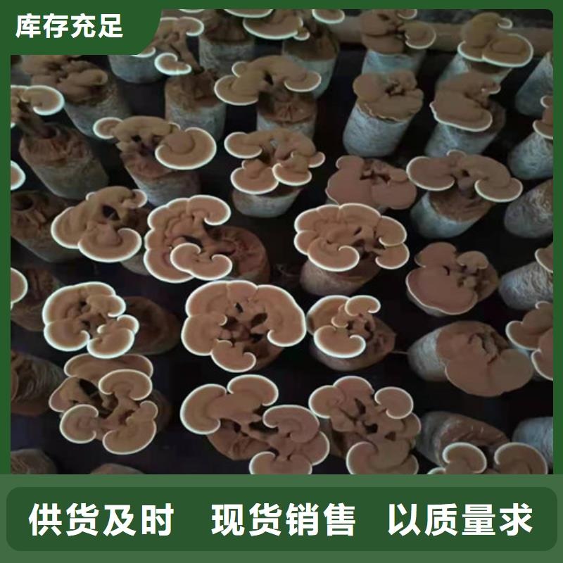 莞城街道靈芝廠家價格