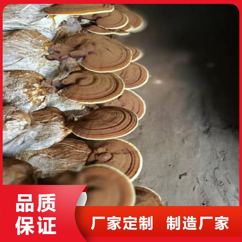 崇禮泡茶靈芝是什么味道