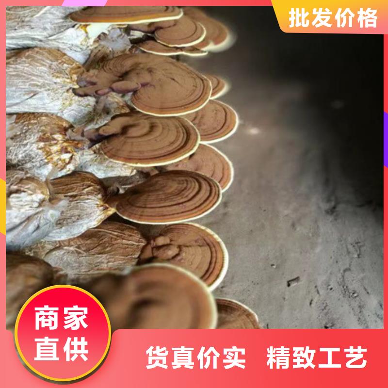 靈芝菌種誠信企業