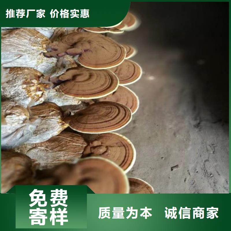 宣化區(qū)新鮮靈芝怎么樣