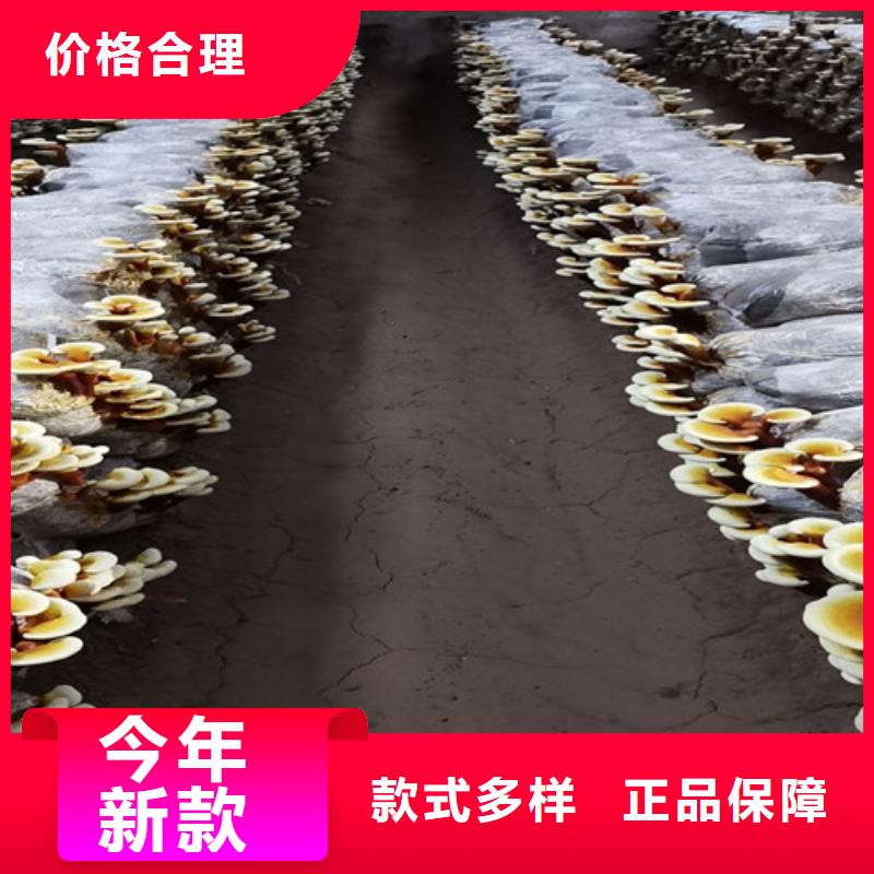 靈芝孢子粉廠家價格