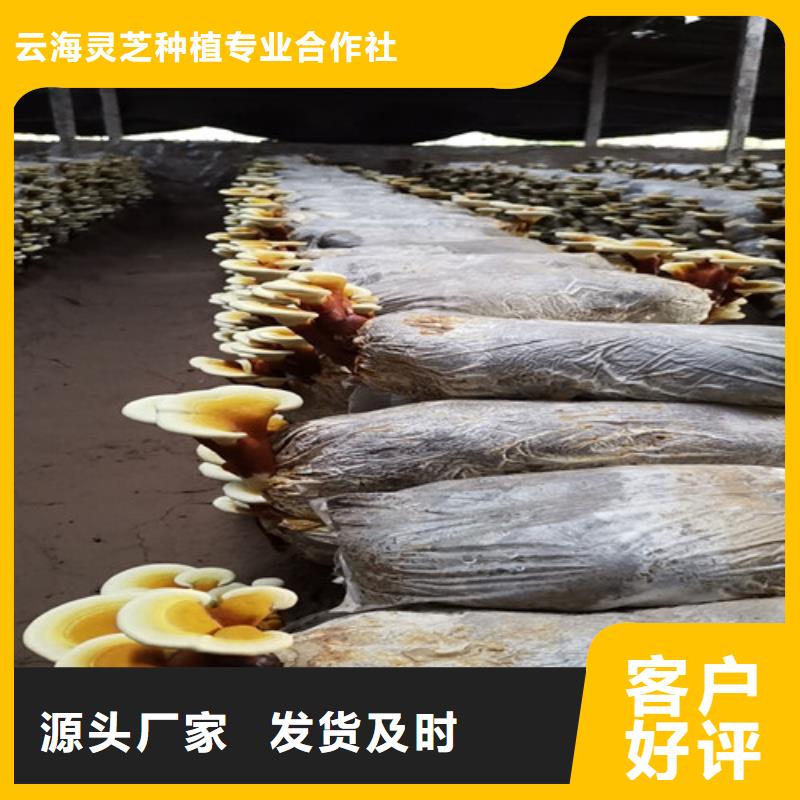 服務(wù)周到的
靈芝粉經(jīng)銷商
