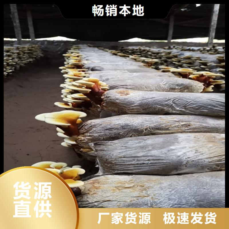 
靈芝超細粉_價格實在