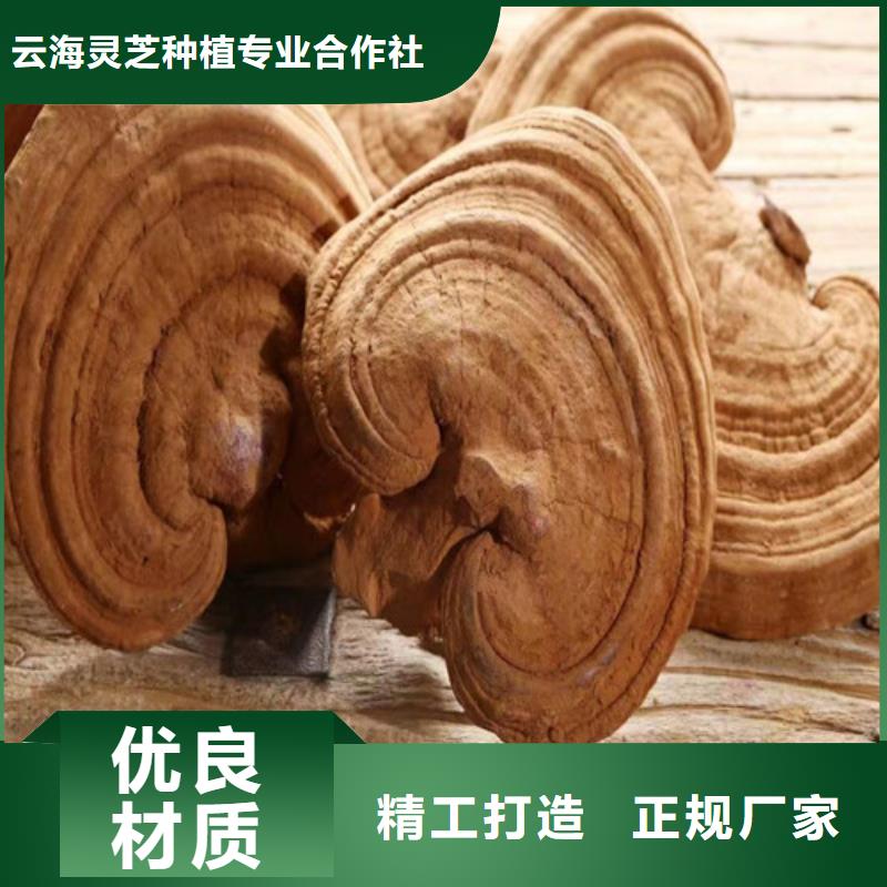 靈芝孢子粉靈芝菌種精心