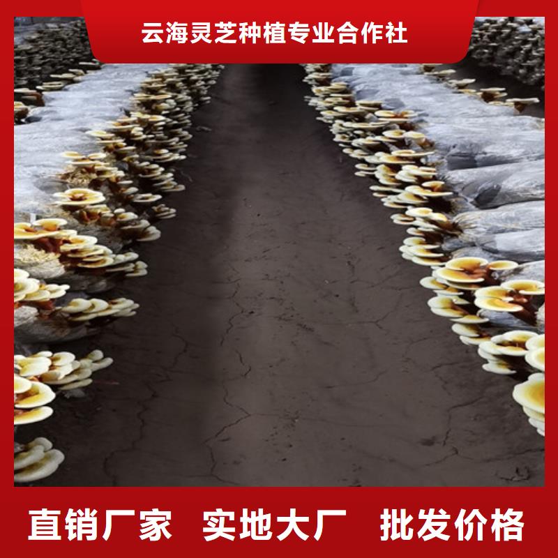 靈芝公司_云海靈芝種植專業(yè)合作社