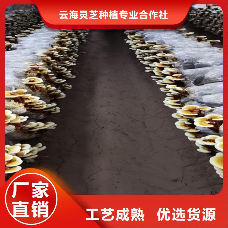 畸形靈芝批發價格