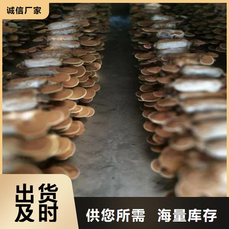 靈芝超微粉
精選廠家