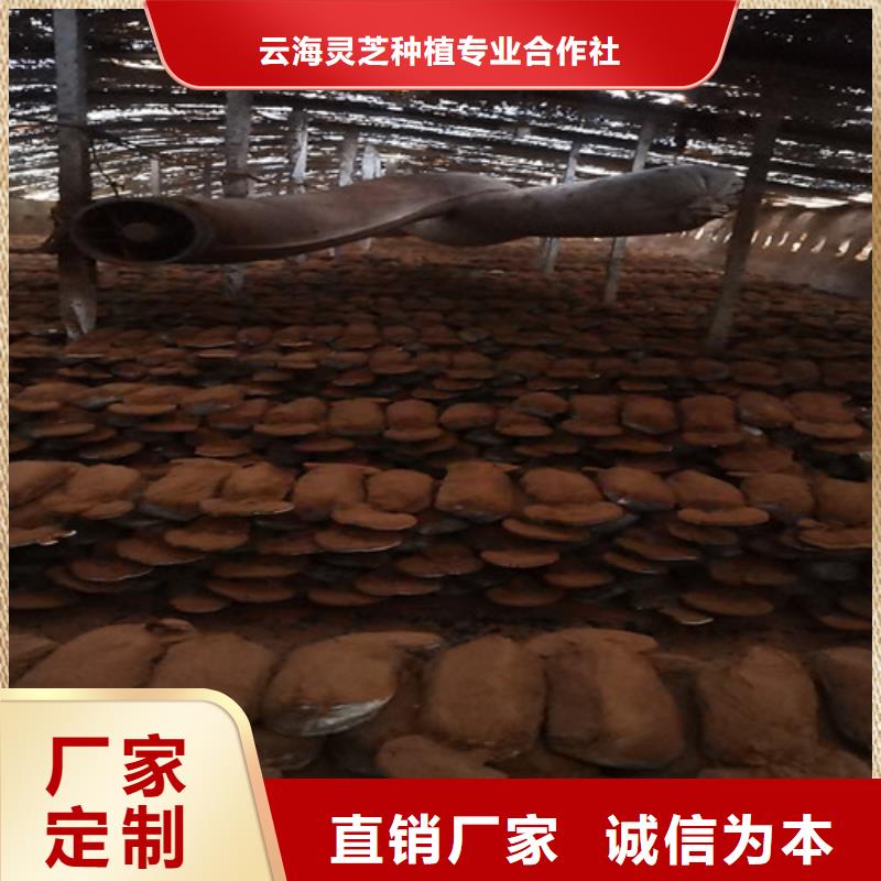 靈芝孢子粉行業動態
