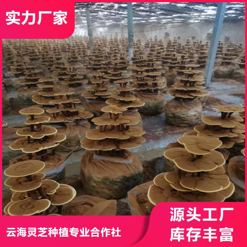 靈芝盆景現(xiàn)貨批發(fā)